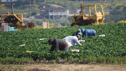 strawberry-harvest-covid